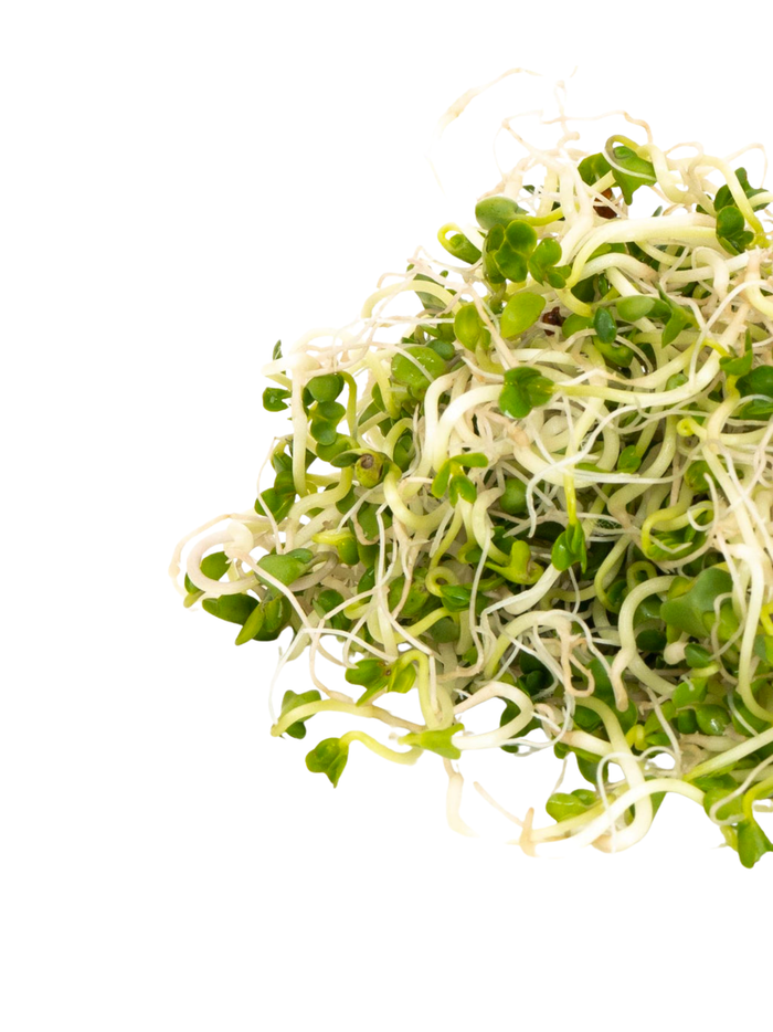 Broccoli Sprouting Seeds