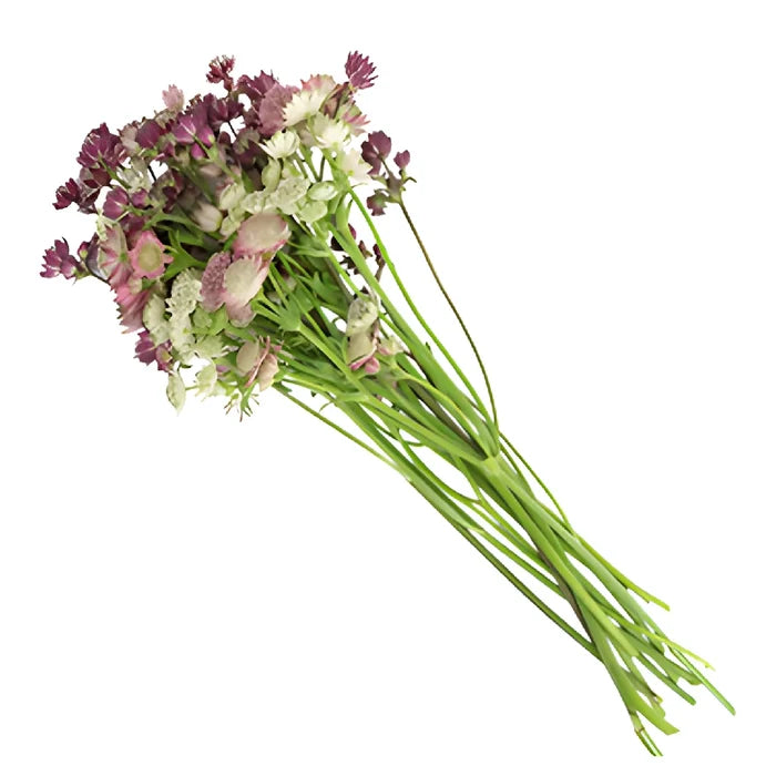 Burgundy Flower Astrantia Mix