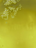 Grape Seed Oil