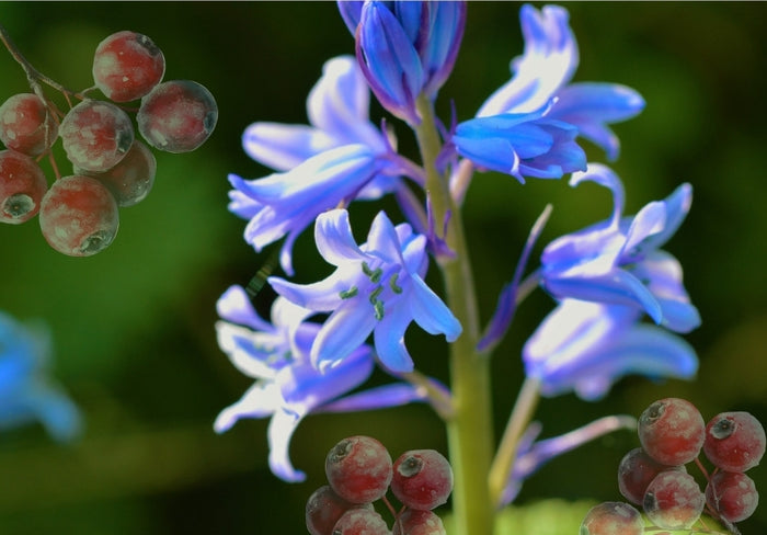 Len Bluebells & Wildberries (Laundry)