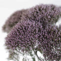 Lilac Lavender Trachelium Flower Close Up - Image