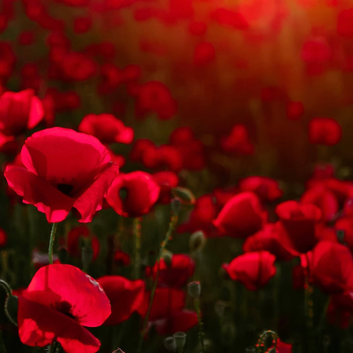 Night Poppy | Fragrance Oil