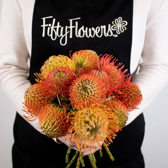 Orange Pin Cushion Flower Bunch in Hand
