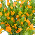 Orange Star of Bethlehem Flowers
