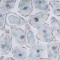 Oyster Bay Placemat