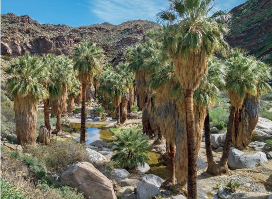 Palm Springs A Modernist Paradise