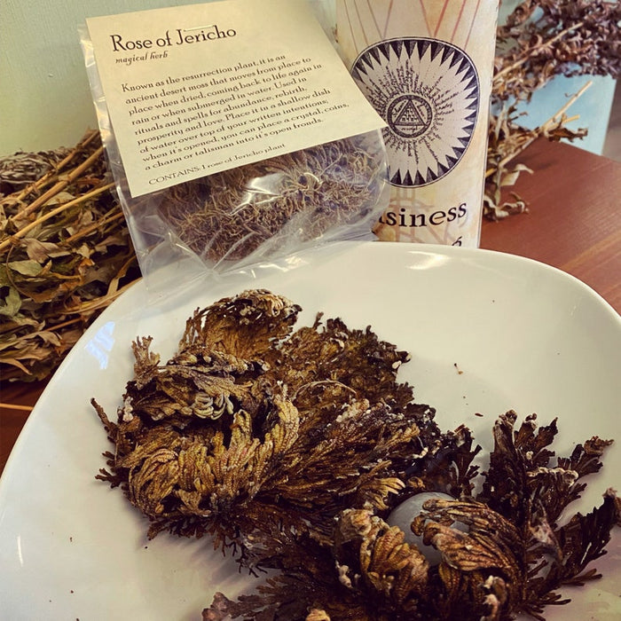 Rose of Jericho