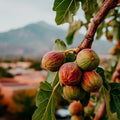 Figs on a tree branch with a mountainous background