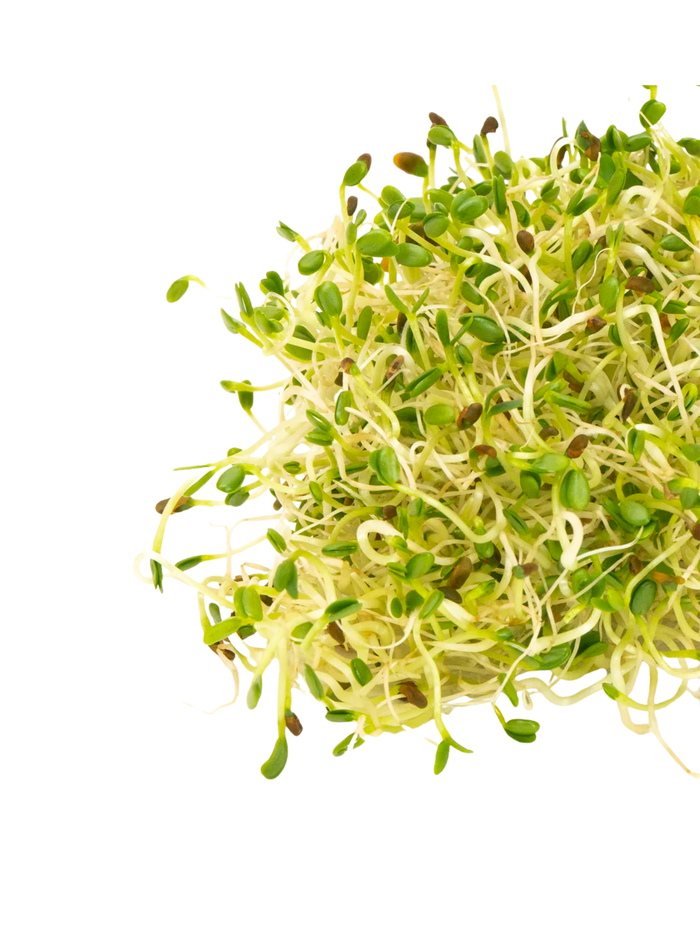 Spring Salad Mix Sprouting Seeds