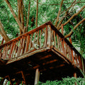 A wooden tree house built high among green leafy trees.