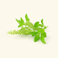 Tulsi Flavour Oil