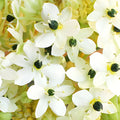 White Arabian Starflowers
