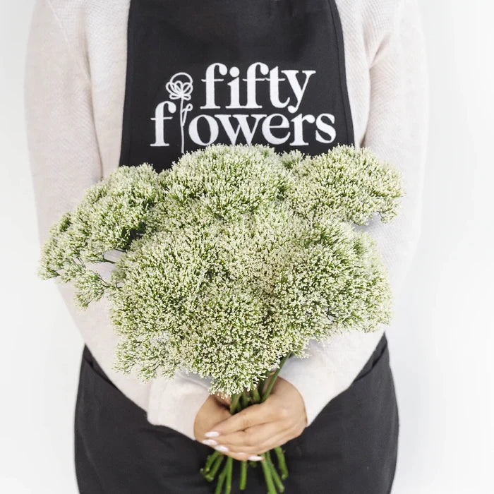 Trachelium White Flower Apron - Image