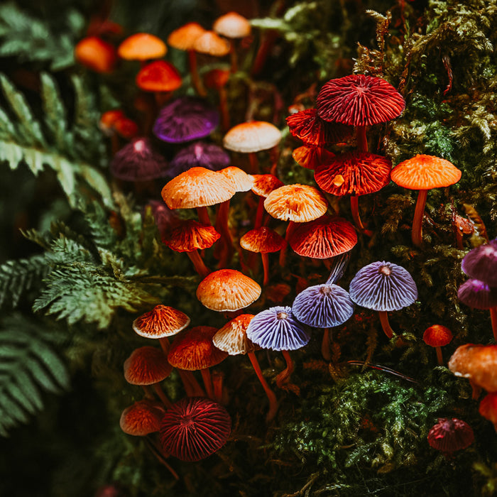Colorful mushrooms on a mossy surface with green foliage